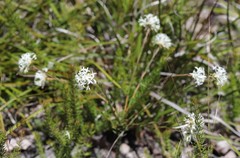 Pimelea longiflora