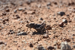Acanthoplus