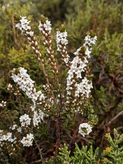 Epacris gunnii