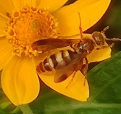 Phalerimeris madurensis