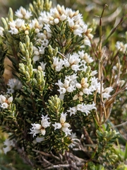 Acrothamnus hookeri