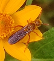 Phalerimeris madurensis