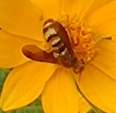 Phalerimeris madurensis