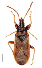 Orsillodes longirostris