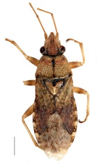 Orsillus depressus