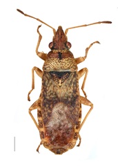 Orsillus maculatus