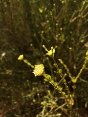 Pimelea serpyllifolia serpyllifolia