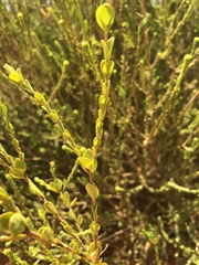 Pimelea serpyllifolia serpyllifolia