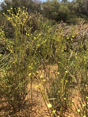 Pimelea serpyllifolia serpyllifolia