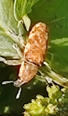 Hypolixus
