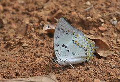 Polyura delphis