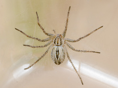 Thanatus fabricii