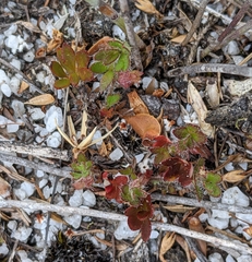 Xanthosia tasmanica