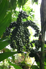 Chamaedorea tepejilote