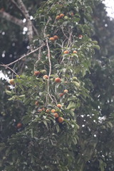 Garcinia xanthochymus