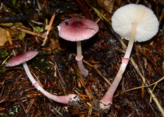 Leucoagaricus roseilividus