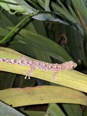 Urocotyledon inexpectata