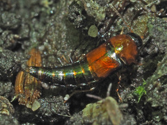 Tachyporus chrysomelinus