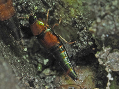 Tachyporus chrysomelinus