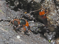 Tachyporus chrysomelinus