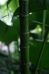 Chamaedorea tepejilote
