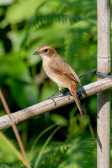 Gray Bushchat photo 3