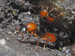 Tachyporus chrysomelinus