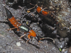 Tachyporus chrysomelinus