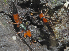 Tachyporus chrysomelinus