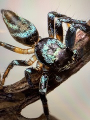 Thiania bhamoensis