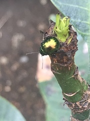 Chrysomelidae