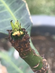 Chrysomelidae