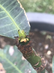 Chrysomelidae