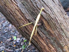 Tropidoderus gracilifemur