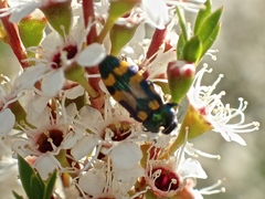 Castiarina flavopicta