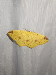 Periclina apricaria