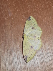 Periclina apricaria