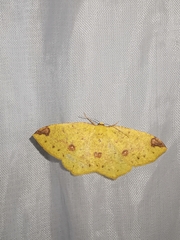 Periclina apricaria