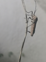 Physomerus grossipes