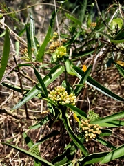 Parsonsia eucalyptophylla