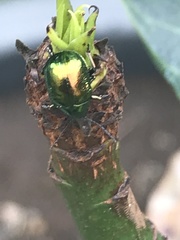 Chrysomelidae