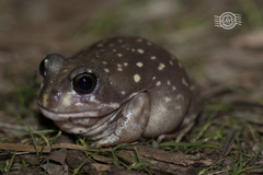 Western Spotted Frog photo 2