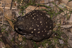 Western Spotted Frog photo 5