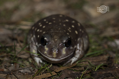 Western Spotted Frog photo 1