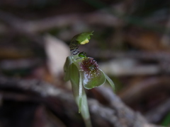 Chiloglottis sphaerula