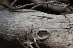 Cryptoblepharus buchananii