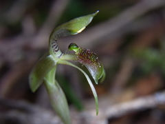 Chiloglottis sphaerula