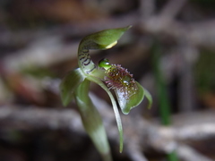 Chiloglottis sphaerula