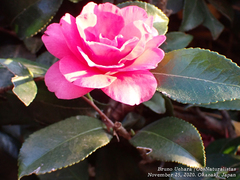 Camellia hiemalis
