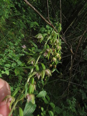 Epipactis leptochila